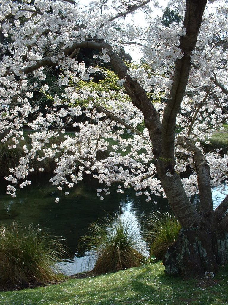 Christchurch blossoms